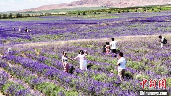 新疆伊犁引进薰衣草延迟开花技术 游客花期欣赏不断档