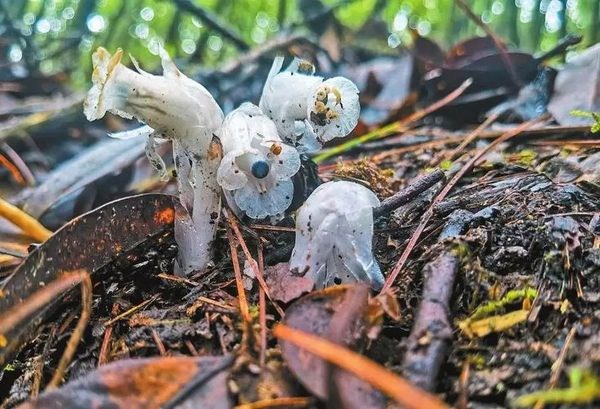 湖北十堰发现国家近危级珍稀植物水晶兰