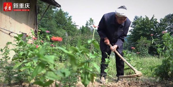 巫溪深山里的爱情传奇：钟祖照18年守护妻子的花海