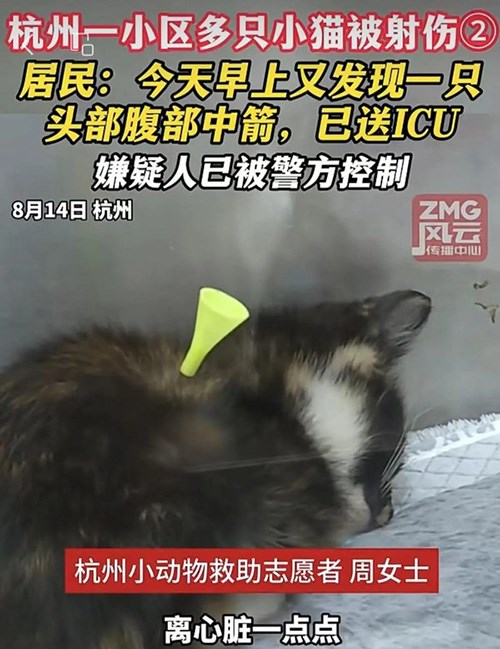 杭州小区惊现猫咪被箭射事件：多只猫惨遭毒手 呼吁严惩凶手