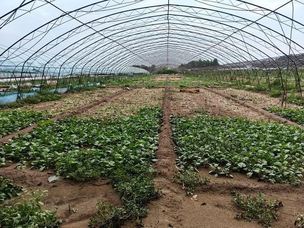 连续六周涨价揭秘：高温和降雨如何导致蔬菜价格一路飙升