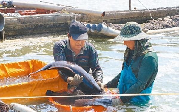  岛内震荡：大陆取消台湾农产品免税待遇引发热议